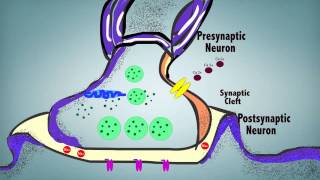 Synaptic Transmission [upl. by Anoval]