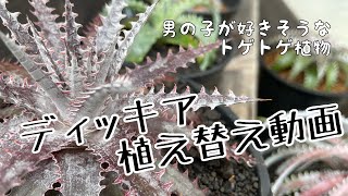 ディッキアの植え替え [upl. by Leummas]