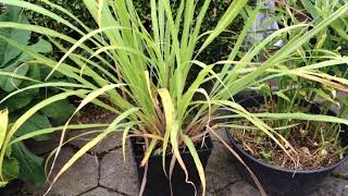 Zitronengras  Cymbopogon citrantus  Lemongrass  einfach und erfolgreich im Kübel anbauen [upl. by Vivia]