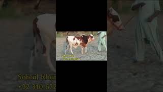 ABLAK BEAUTY PINK NOSE KARACHIQURBANILOVER [upl. by Elconin]