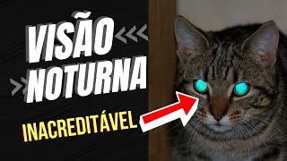 Como é a visão dos gatos [upl. by Lennon]