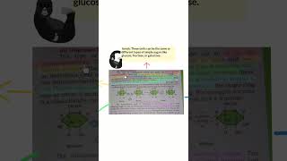 Oligosaccharides  Definition class11 carbohydratechemistry biology [upl. by Ramma]