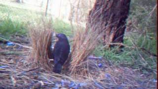 Duelling Bowerbirds [upl. by Rothstein]