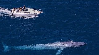 The Biggest Sea Creature  Blue Whale  Best Documentary 2017 [upl. by Eceela]