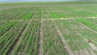 Ep01 BChauhan Chickpea x phalaris trial in Australia [upl. by Joellyn]