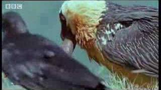 Wild African vulture birds scavage bones of dead animals  BBC wildlife [upl. by Ennael]