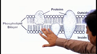 The Fluid Mosaic Model of Cell Membrane In Sindhi  Sum academy online classes  Fr Yr Biology [upl. by Obellia500]