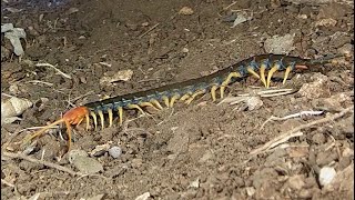 Giant redheaded centipede Big bold and venomous [upl. by Legna]