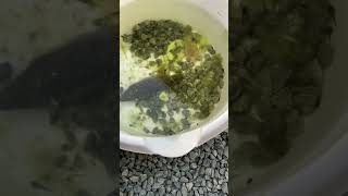 15 day old tadpoles [upl. by Norval165]