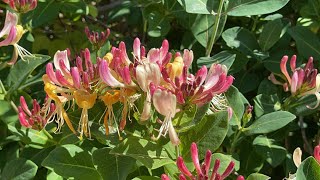 Honeysuckle Climber Plant [upl. by Down]