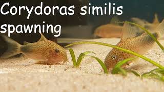 Corydoras similis spawning water parameters included [upl. by Ellener433]