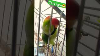 Cpse upset  mitthu acting please 🙏 like subscribe 🦜🙏 [upl. by Zertnom]