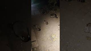 raccoon baby raccoon raccoons animal animalhelp fyp animals animallover animalshorts cute [upl. by Eerat]