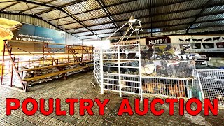 Namboer Auctioneers poultry auction in Maerua Mall Windhoek Namibia [upl. by Hsinam]